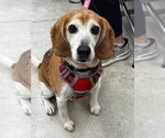 Rebel* Adopt or Foster* - Male Beagle-Unknown Mix Dog for Adoption - Small photo