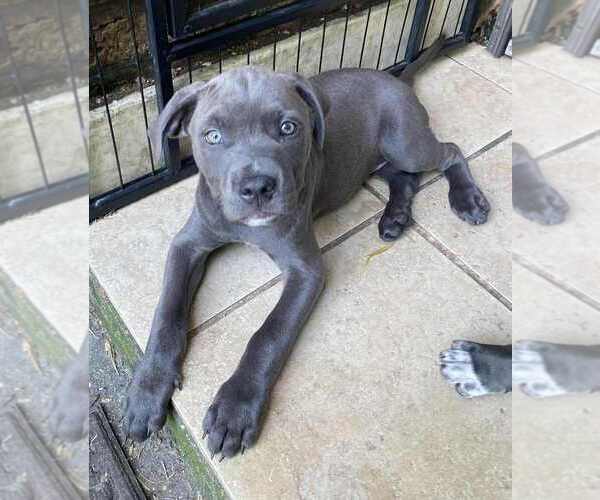 Medium Photo #2 American Pit Bull Terrier-American Staffordshire Terrier Mix Puppy For Sale in Wenonah, NJ, USA