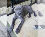 Small #1 American Pit Bull Terrier-American Staffordshire Terrier Mix