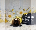 Small #5 ShihPoo