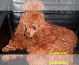 Poodle (Miniature) Puppy for sale in DULUTH, GA, USA