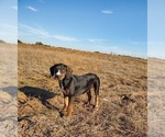 Small Catahoula Leopard Dog