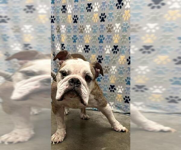 Medium Photo #1 Bulldog Puppy For Sale in Rosenberg, TX, USA