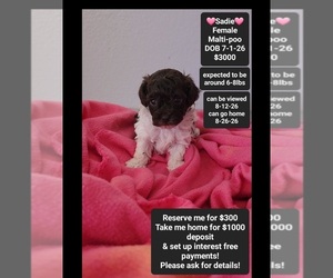Maltipoo (Toy) Puppy for sale in TUCSON, AZ, USA