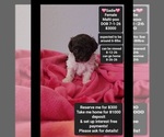 Small Maltipoo (Toy)