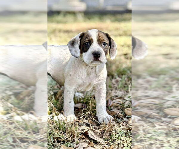 Medium Photo #3 Boxer-Unknown Mix Puppy For Sale in Tampa, FL, USA