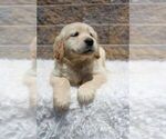 Small Photo #3 Golden Retriever Puppy For Sale in BLUE ASH, OH, USA