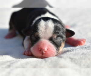Auss-Tzu Puppy for sale in PALM COAST, FL, USA