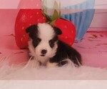 Small Photo #5 Pembroke Welsh Corgi Puppy For Sale in TAPPAHANNOCK, VA, USA