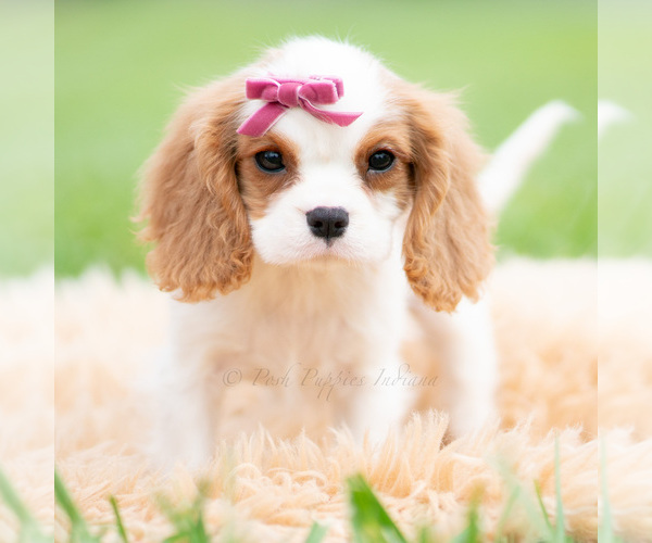 Medium Photo #3 Cavalier King Charles Spaniel Puppy For Sale in WARSAW, IN, USA