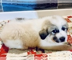 Small #1 Great Pyrenees