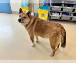 Small #2 Shiba Inu Mix