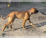 Small #11 Labrador Retriever-Rhodesian Ridgeback Mix
