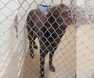 Labrador Retriever-Unknown Mix Dogs for adoption in Anchorage, AK, USA