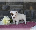Small Photo #2 Jack Russell Terrier Puppy For Sale in HOLMESVILLE, OH, USA