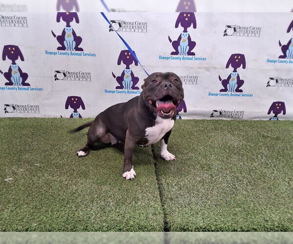 Medium Photo #1 American Pit Bull Terrier Puppy For Sale in Orlando, FL, USA