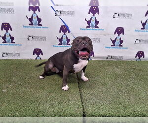 American Pit Bull Terrier Dogs for adoption in Orlando, FL, USA