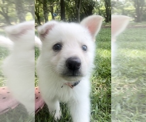 German Shepherd Dog Puppy for sale in E LAURINBURG, NC, USA