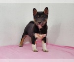 Small Photo #1 Shiba Inu Puppy For Sale in CLARK, MO, USA