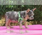 Image preview for Ad Listing. Nickname: Bluey