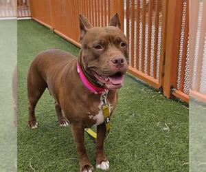American Bulldog-Unknown Mix Dogs for adoption in Las Vegas, NV, USA