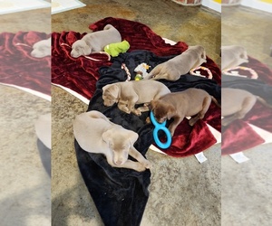 Labrador Retriever Puppy for sale in COPALIS CROSSING, WA, USA
