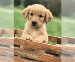 Puppy Turquoise Male Golden Retriever