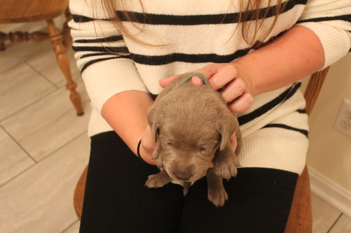 Medium Photo #4 Labrador Retriever Puppy For Sale in MANASSAS, VA, USA
