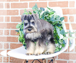 Small Photo #16 Schnauzer (Miniature) Puppy For Sale in SYRACUSE, IN, USA