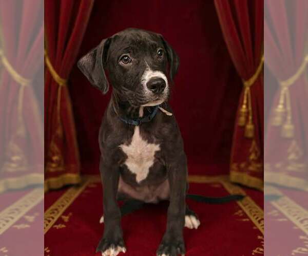 Medium Photo #9 Bulldog-Unknown Mix Puppy For Sale in Talladega, AL, USA