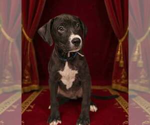 Prince 26/611 - Male Bulldog-Unknown Mix Dog for Adoption - Photo #9