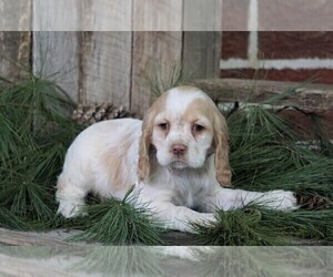 Cocker Spaniel Puppy for sale in FREDERICKSBG, OH, USA