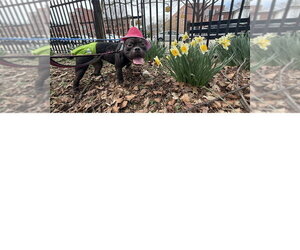 Tammy **Courtesy Post** - Female Mutt Dog for Adoption - Photo #4
