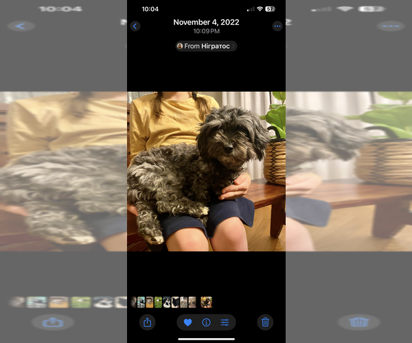 Medium Photo #1 Maltipoo (Miniature) Puppy For Sale in CLEVELAND, TN, USA