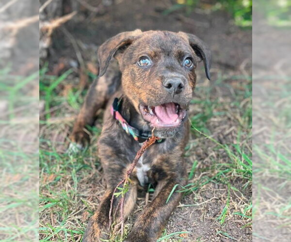 Medium Photo #3 Rottweiler-Unknown Mix Puppy For Sale in Sheboygan, WI, USA