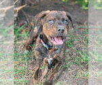 Small #2 Rottweiler Mix