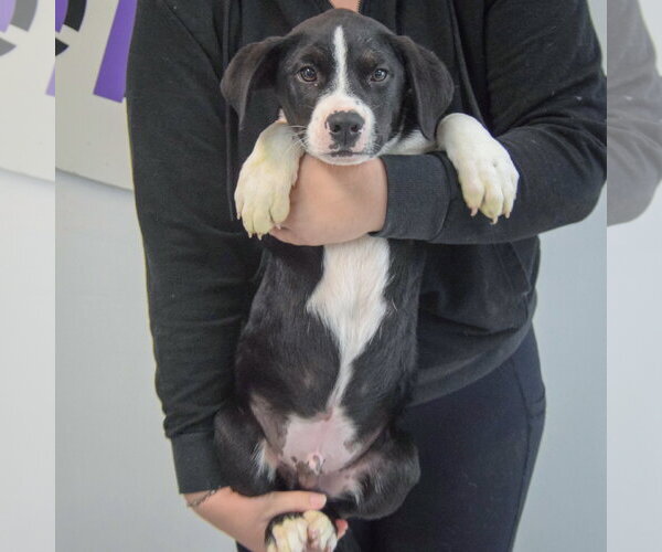 Medium Photo #4 Border Collie-Unknown Mix Puppy For Sale in Huntley, IL, USA