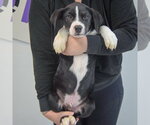 Small #3 Border Collie Mix