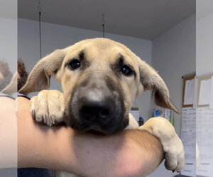 Mutt Dogs for adoption in Bolivar, MO, USA