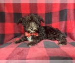 Small #7 Schnauzer (Miniature)