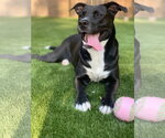 Small Photo #41 American Staffordshire Terrier-Unknown Mix Puppy For Sale in Rosenberg, TX, USA
