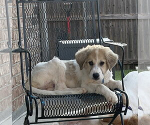 Great Pyrenees-Unknown Mix Dogs for adoption in Dallas, TX, USA