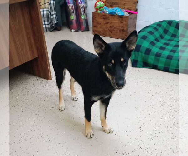 Medium Photo #4 German Shepherd Dog-Unknown Mix Puppy For Sale in York, SC, USA