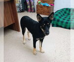 Small #3 German Shepherd Dog Mix