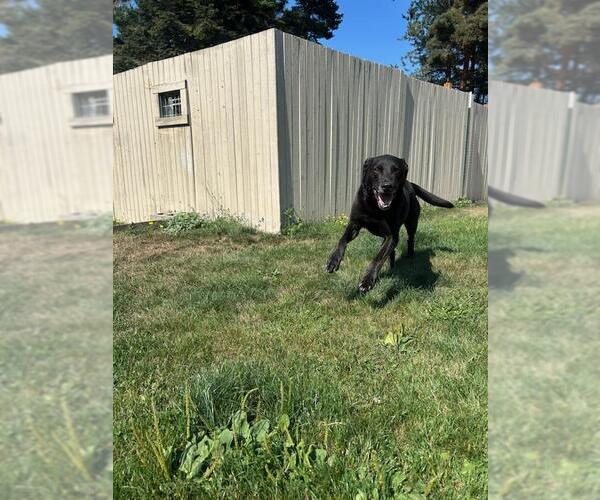 Medium Photo #3 Mutt Puppy For Sale in Sequim, WA, USA