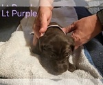 Puppy Lt Purple German Shorthaired Pointer