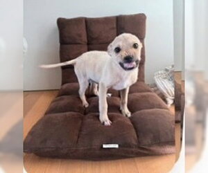 Labrador Retriever-Unknown Mix Dogs for adoption in Dana Point, CA, USA