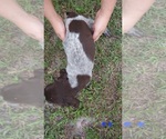 Small #10 German Shorthaired Pointer