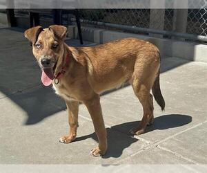 German Shepherd Dog-Unknown Mix Dogs for adoption in Martinez, CA, USA