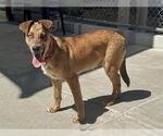 Small German Shepherd Dog Mix